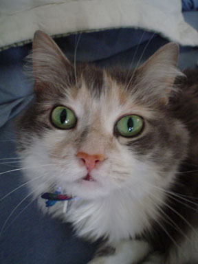 Purrrr!